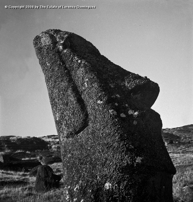 RRI_El_Cimabue_05.jpg - Easter Island. 1960. Profile view of a moai on the interior slope of Rano Raraku. Lorenzo Dominguez called this moai "Cimabue."