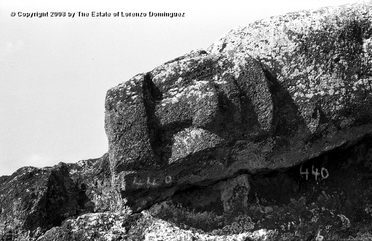 RRI_El_Incomodo_01.jpg - Easter Island. 1960. Interior slope of Rano Raraku. Reclining moai labeled number 440 by Father Sebastian Englert. "The Uncomfortable One."