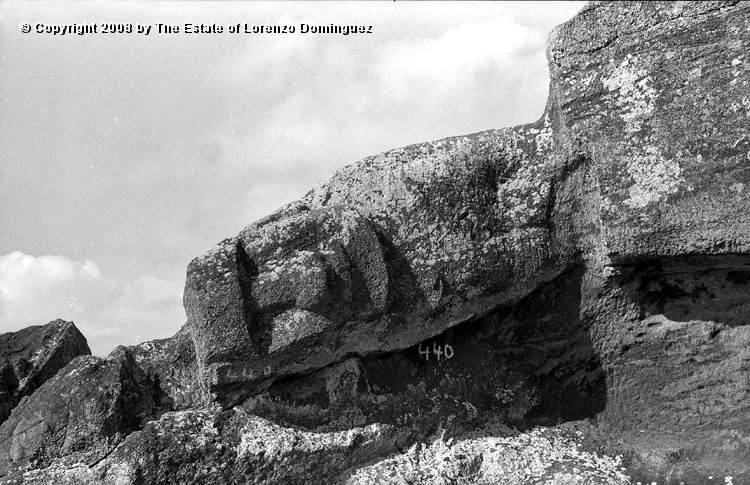 RRI_El_Incomodo_02.jpg - Easter Island. 1960. Interior slope of Rano Raraku. Reclining moai labeled number 440 by Father Sebastian Englert. "The Uncomfortable One."
