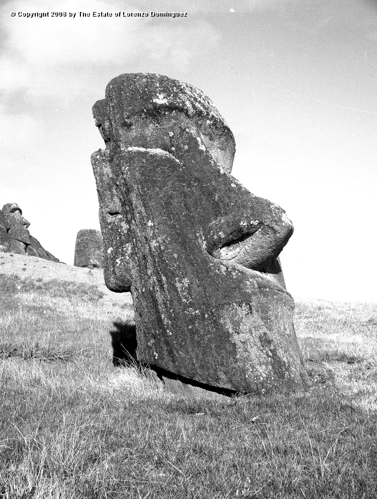 RRE_Hundido_05.jpg - Easter Island. 1960. Moai on the exterior slope of Rano Raraku. Identified by Lorenzo Dominguez as "The Sunken One."