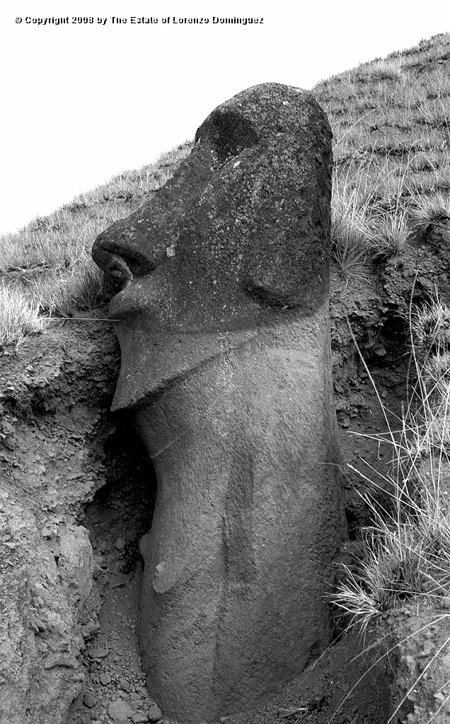 RRE_Ladera_Exterior_42.jpg - Easter Island. 1960. Recumbent moai on the exterior slope of Rano Raraku.
