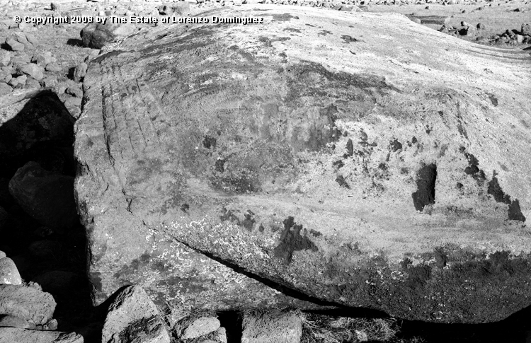 TDM_Manos_03.jpg - Easter Island.1960.  Detail of hand of a moai on ahu Tongariki. Photograph taken shortly after the destruction of the ahu by the tsunami of May 22, 1960.