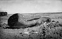 CDM_Moai_05