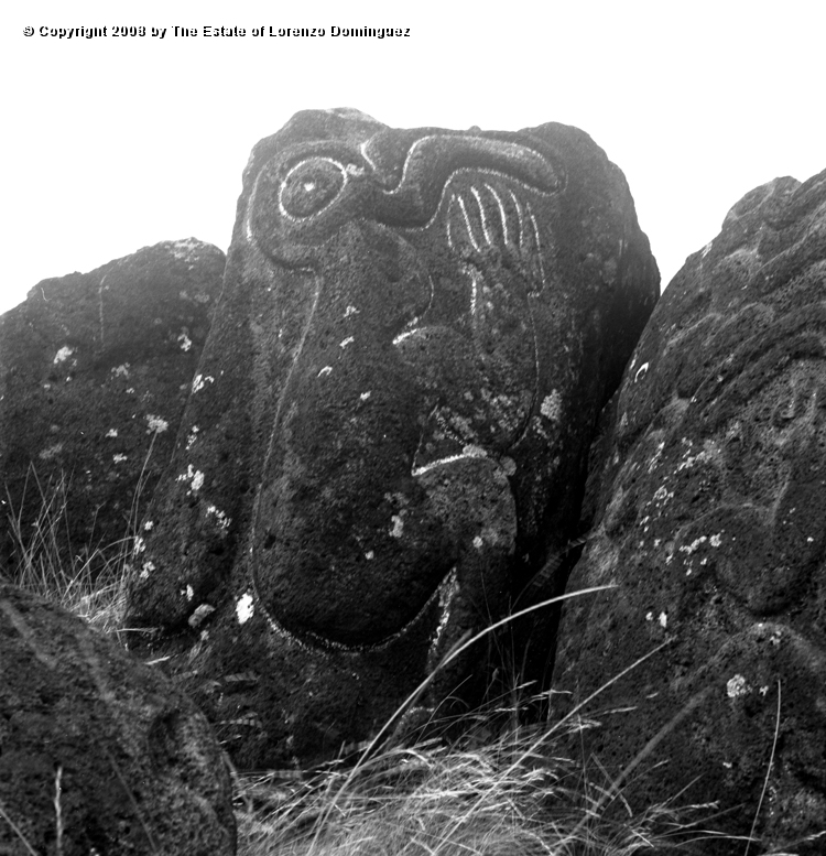 ORO_044.jpg - Easter Island. 1960. Orongo. Rocks with petroglyphs representing birdmen.