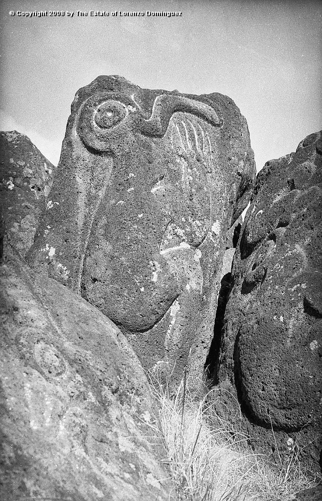 ORO_047.jpg - Easter Island. 1960. Orongo. Rocks on the cliffs with petroglyphs representing birdmen.