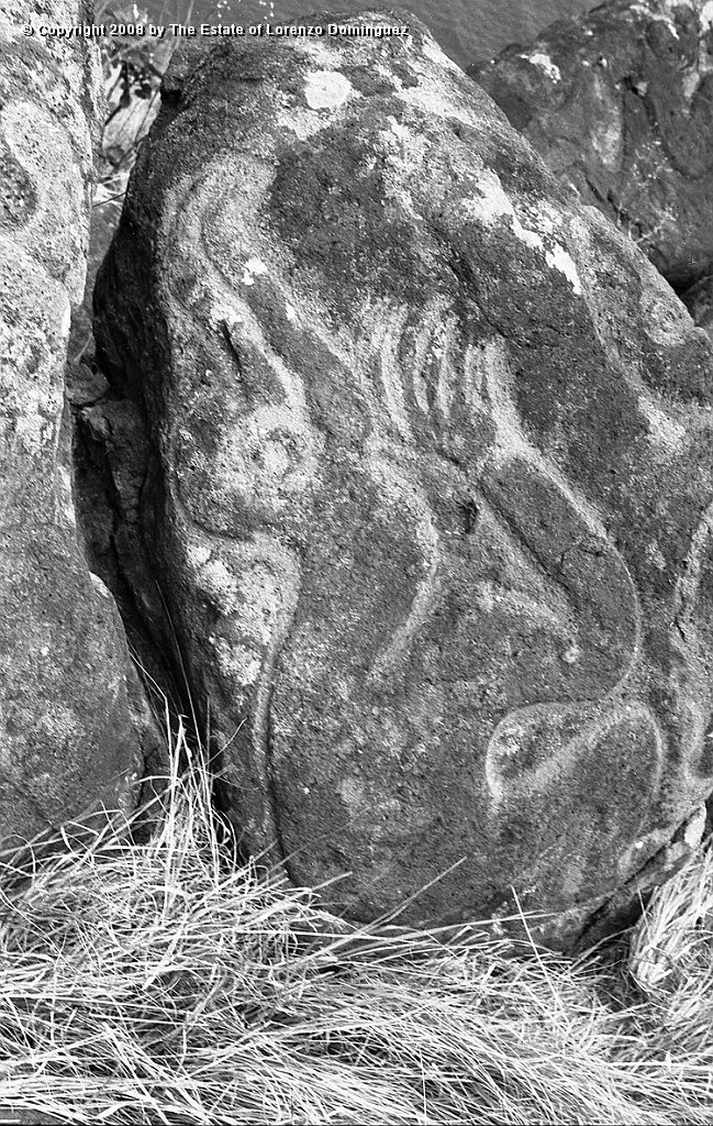 ORO_058.jpg - Easter Island. 1960. Orongo. Rocks on the cliffs with petroglyphs representing birdmen.